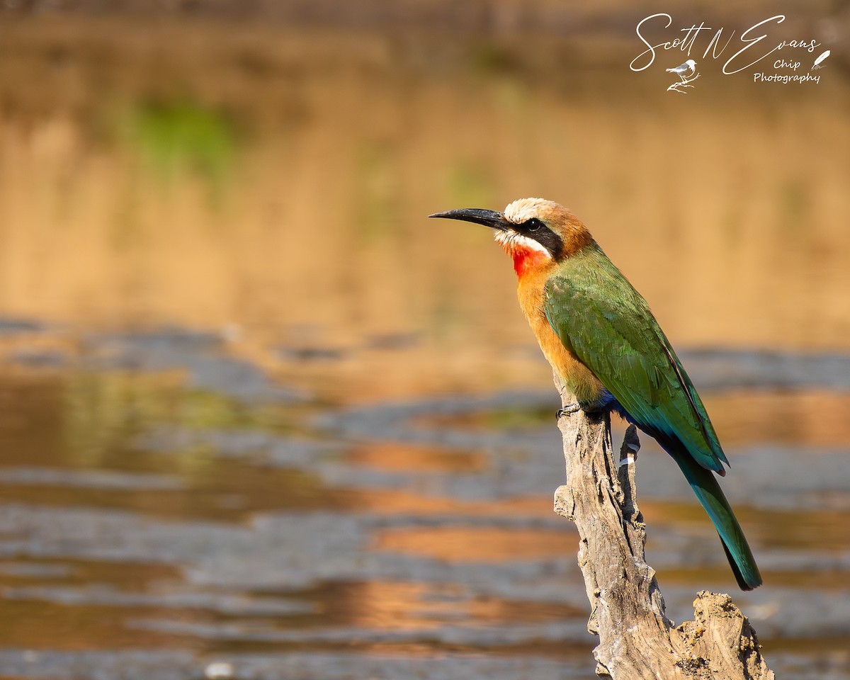 White-fronted Bee-eater - ML640606558