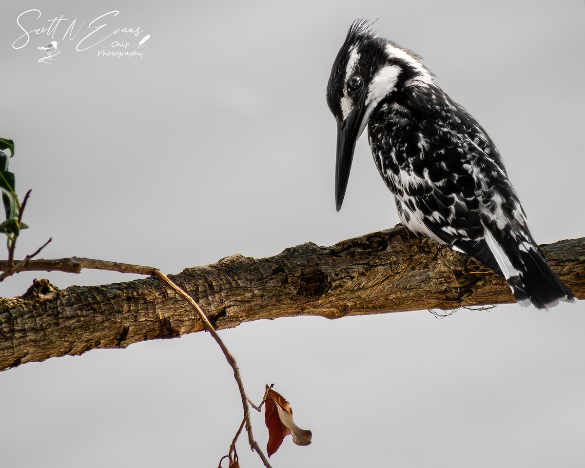 Pied Kingfisher - ML640606566