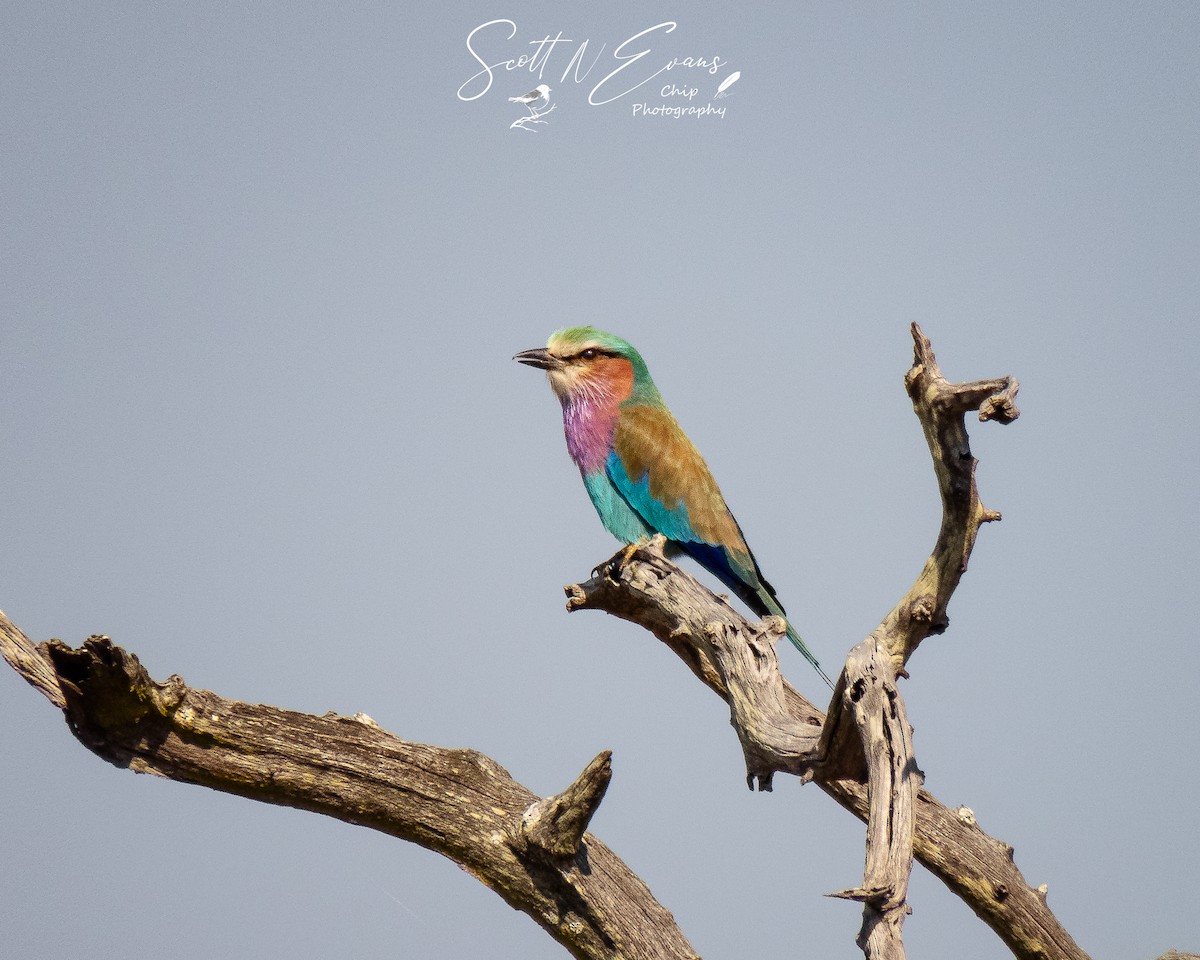 Lilac-breasted Roller - ML640606577