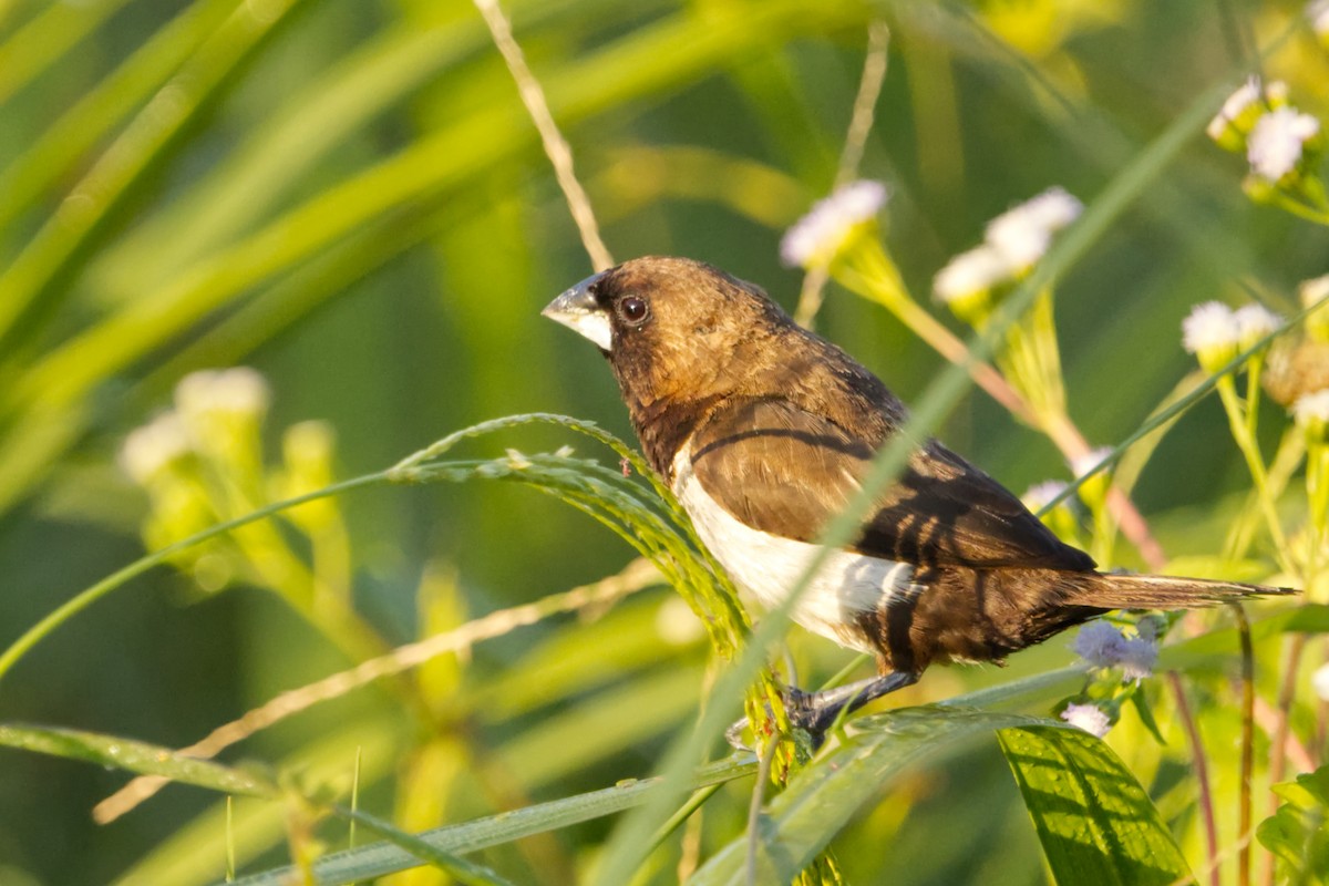 Javan Munia - ML640606587