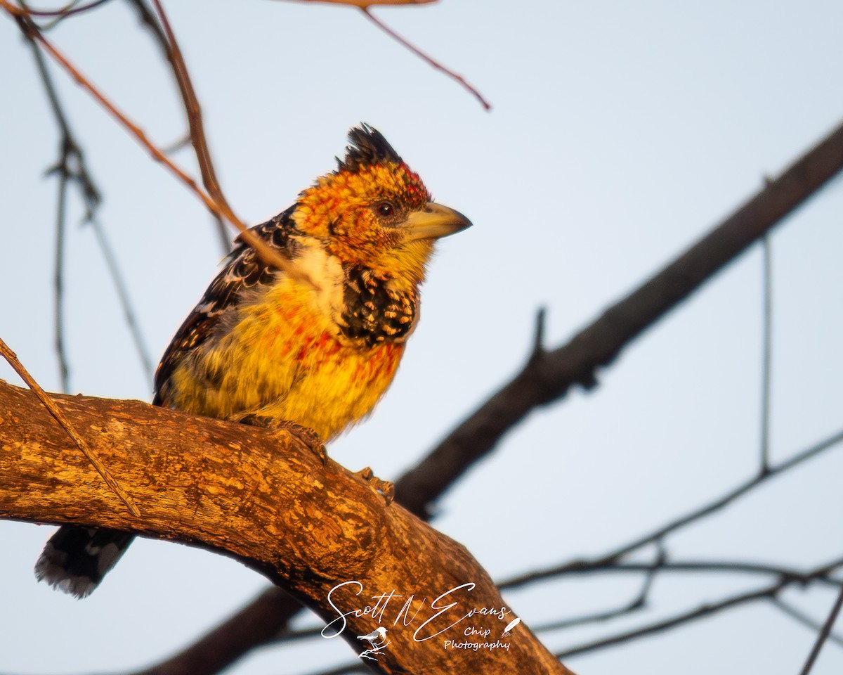 Crested Barbet - ML640606591