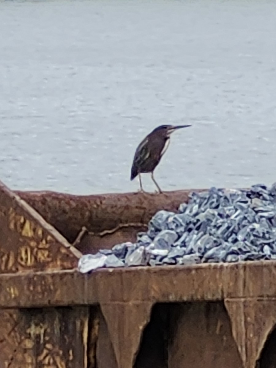 Green Heron - ML640606611