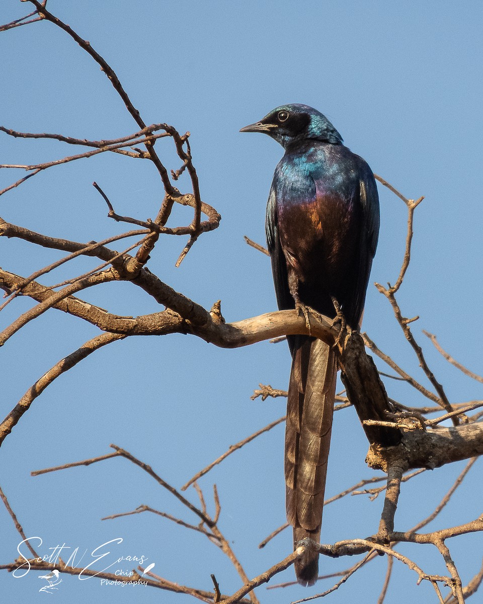 Meves's Starling - ML640606613