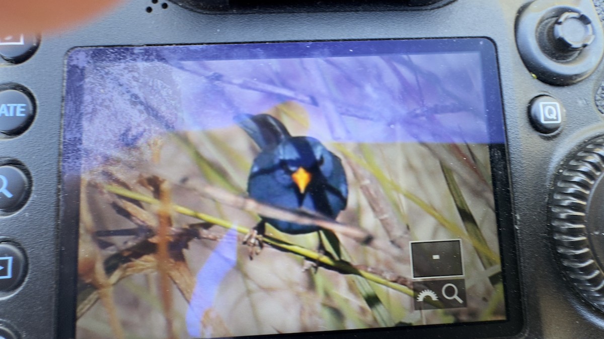 Blue Finch - ML640606664