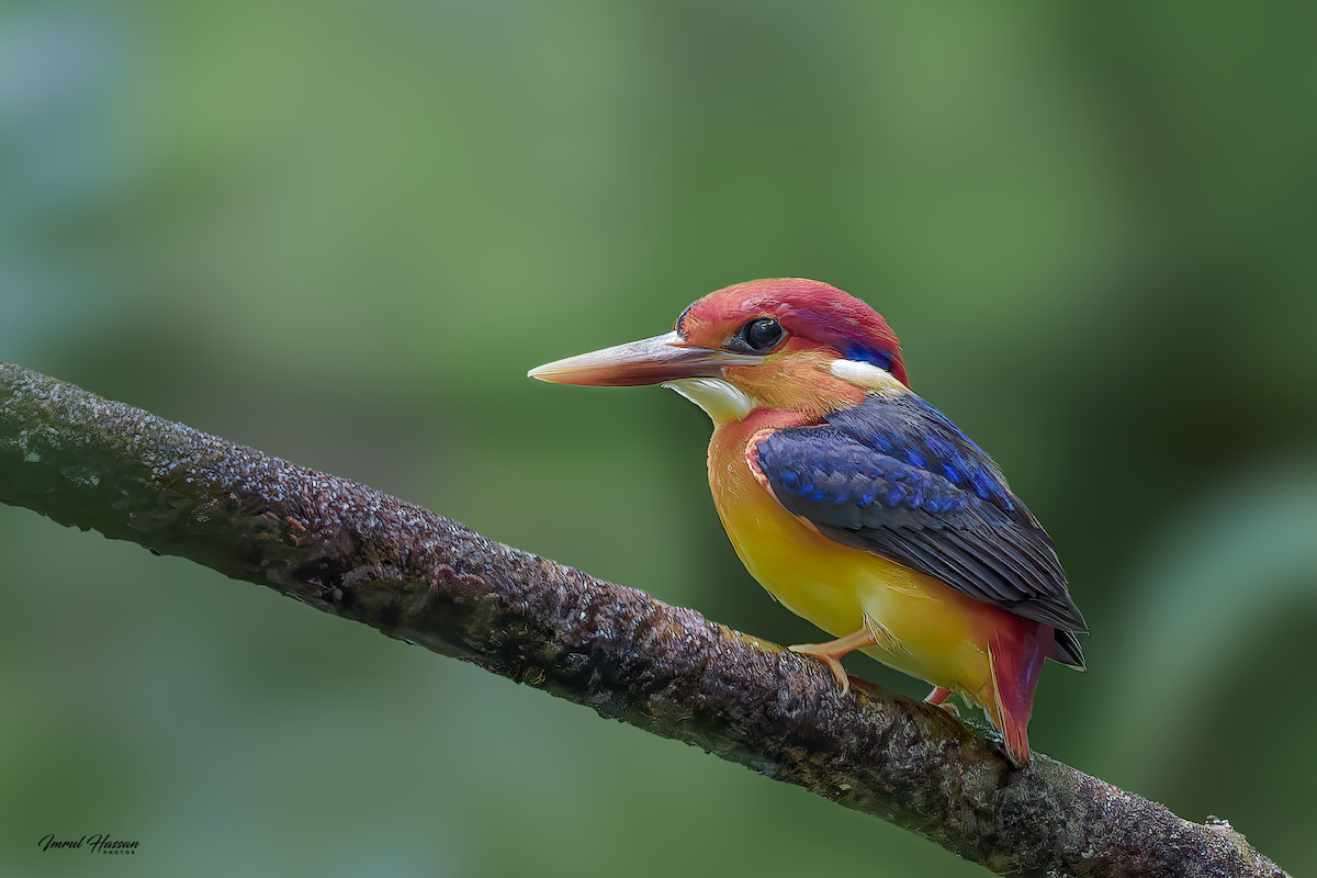 Black-backed Dwarf-Kingfisher - ML640606715