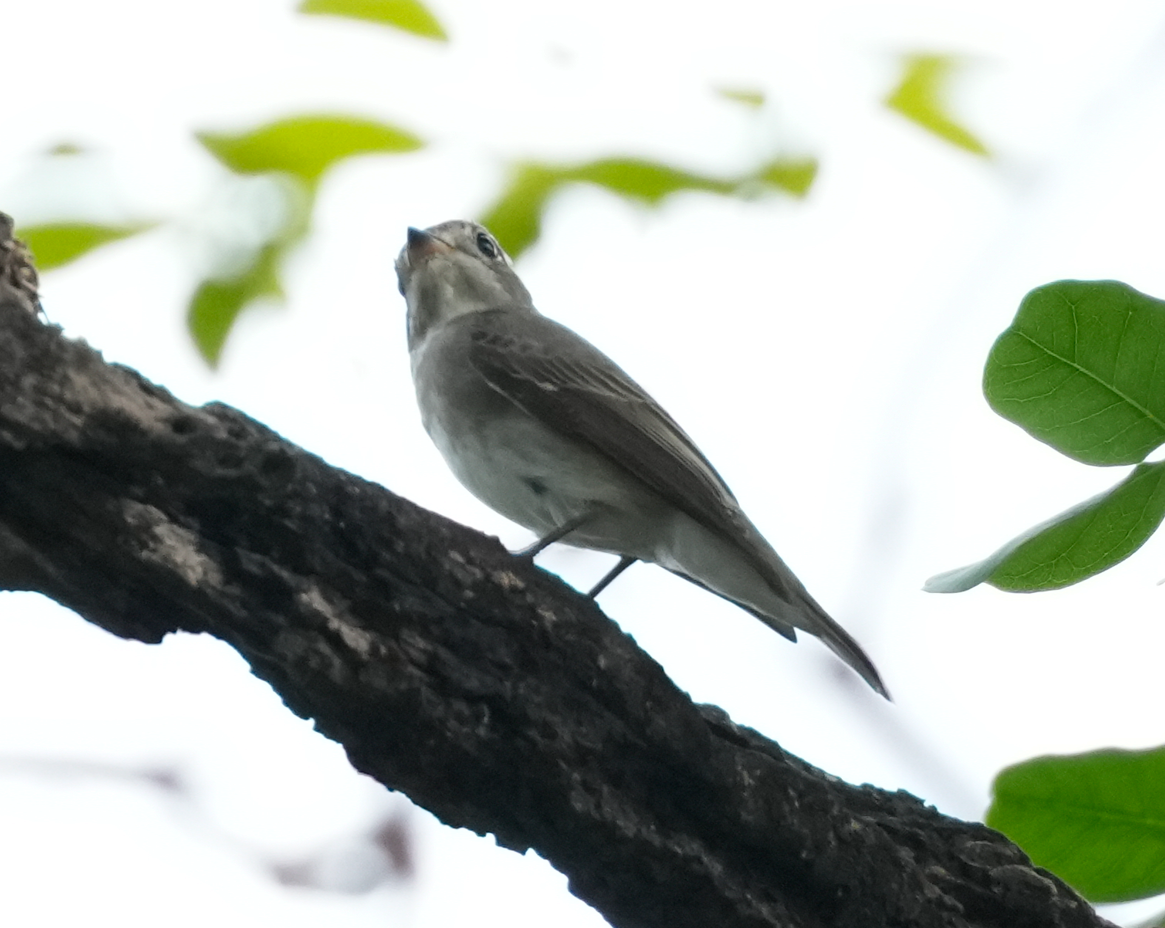 Asian Brown Flycatcher - ML640606727