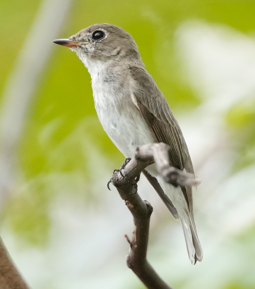 Asian Brown Flycatcher - ML640606728