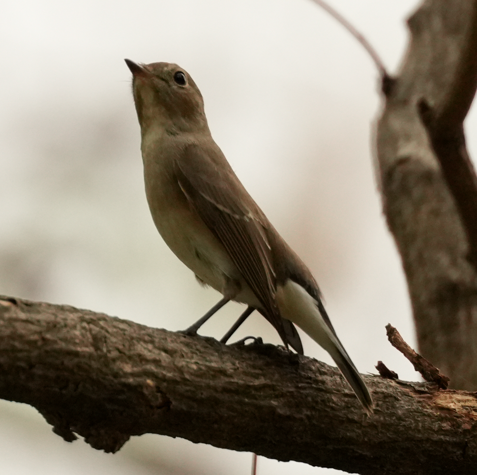 Taiga Flycatcher - ML640606734