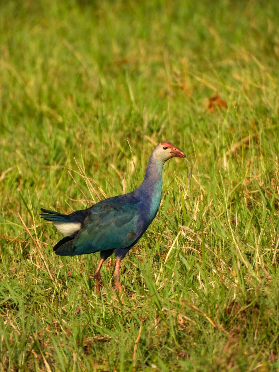 Gray-headed Swamphen - ML640606743