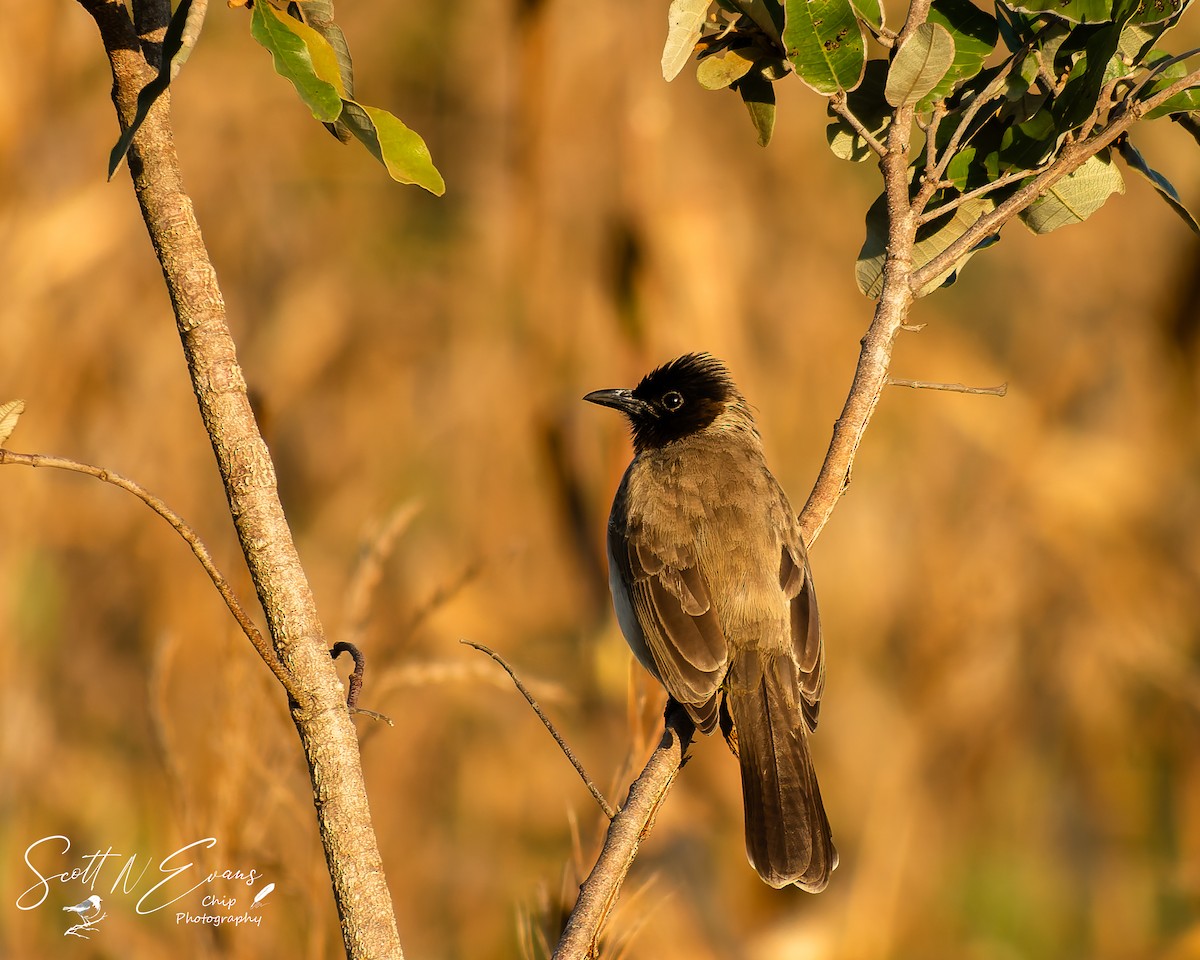 Common Bulbul - ML640606765