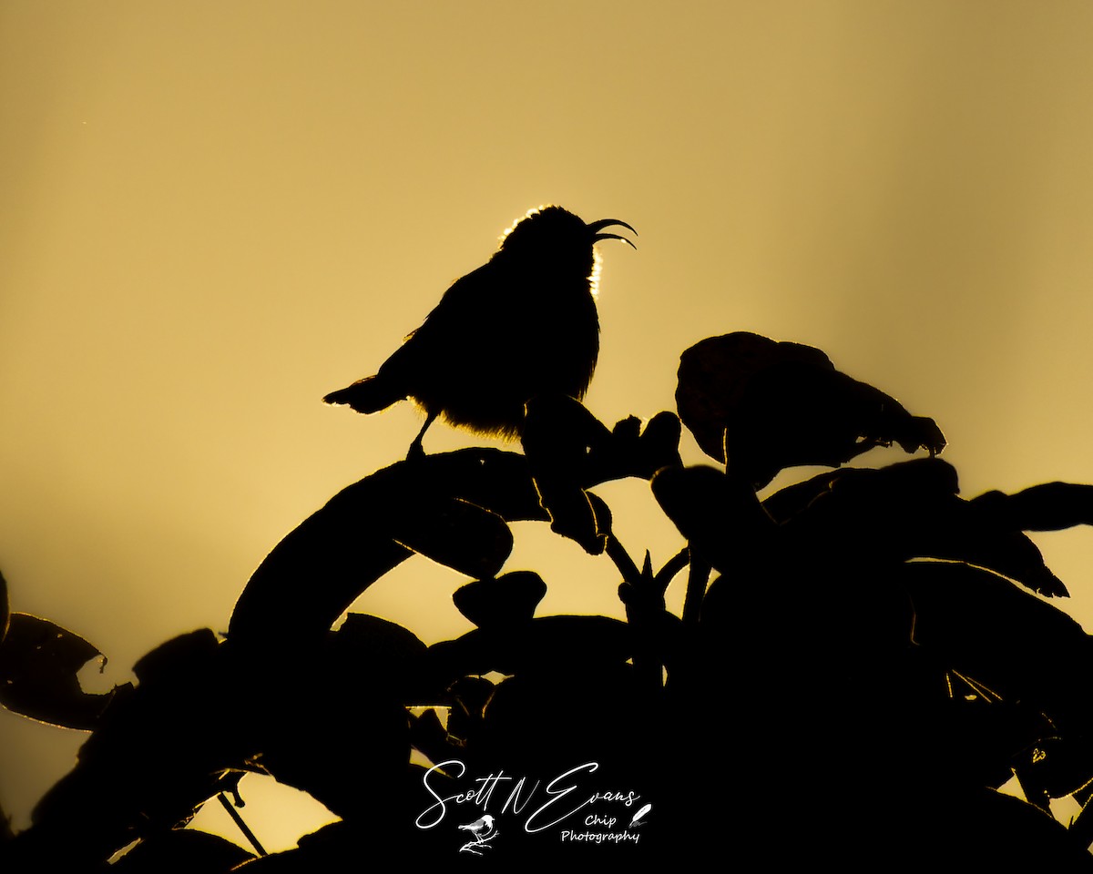 White-bellied Sunbird - ML640606768