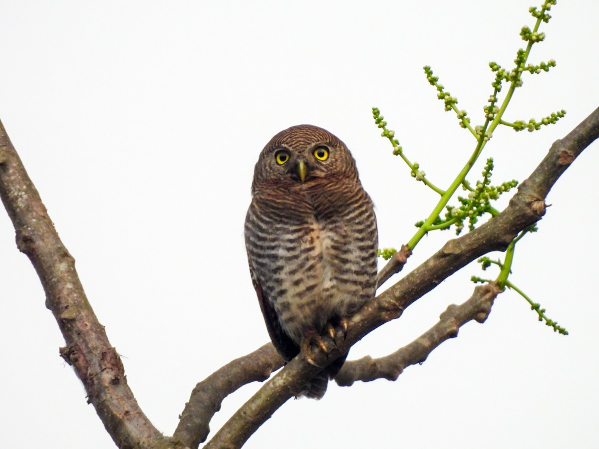 Jungle Owlet - ML640606785