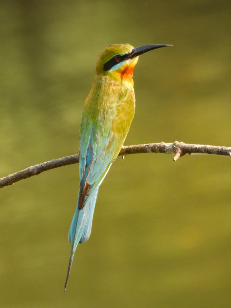 Blue-tailed Bee-eater - ML640606815