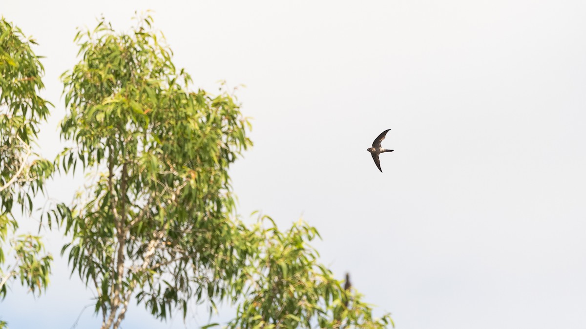 Australian Swiftlet - ML640606851