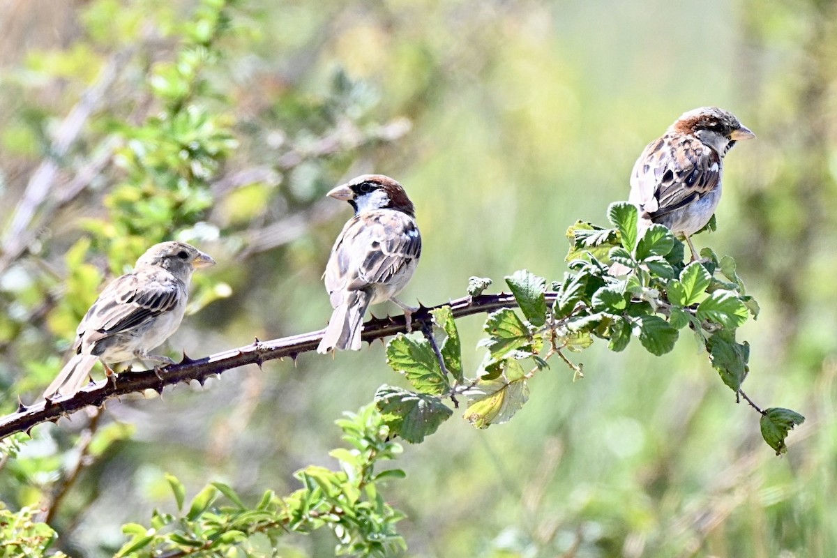 Italian Sparrow - ML640606853