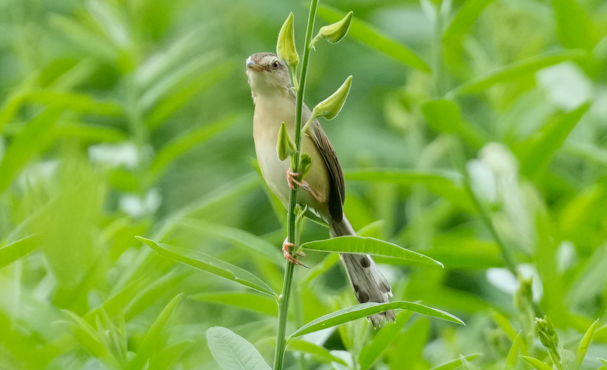 Plain Prinia - ML640606862