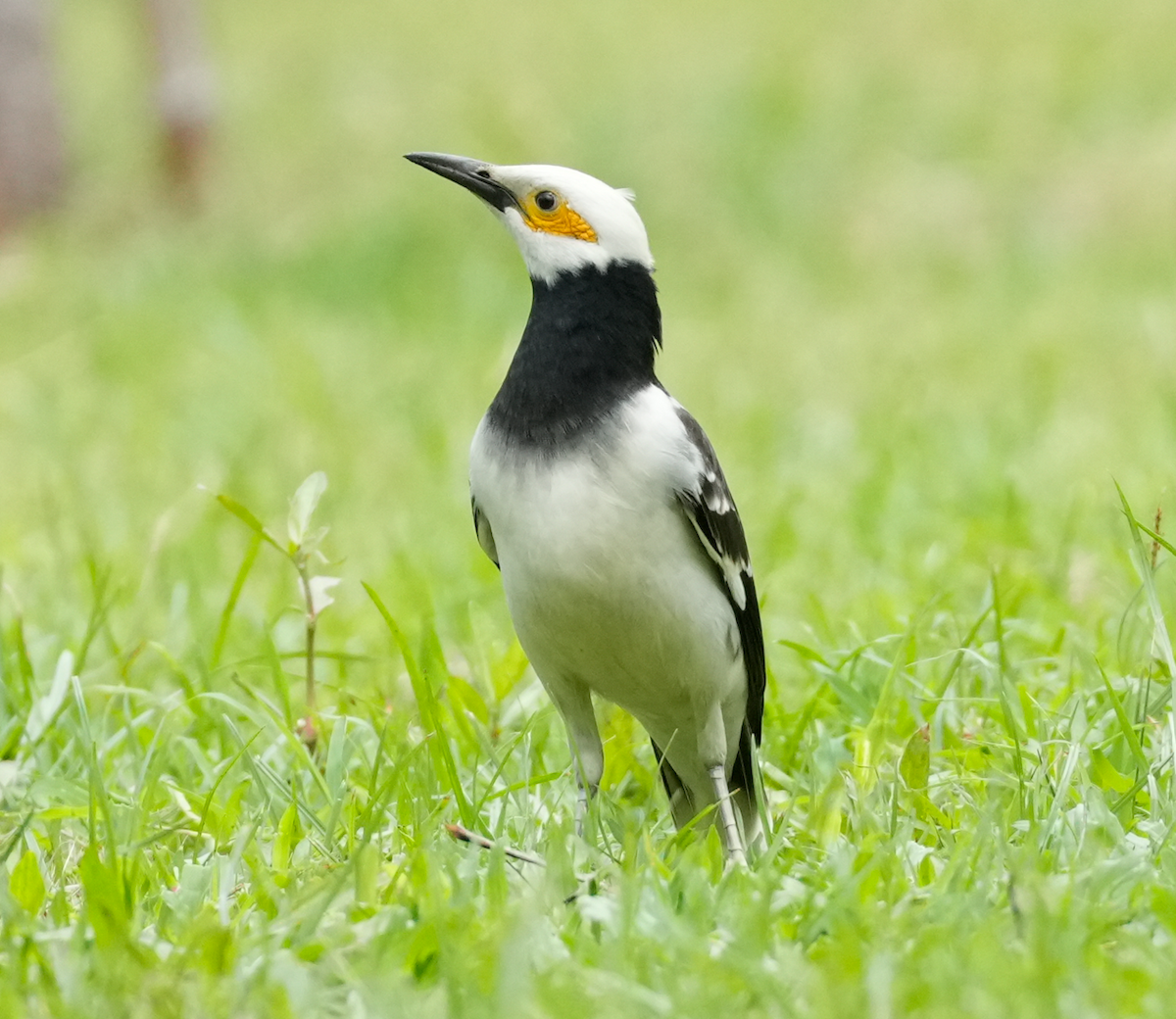 Black-collared Starling - ML640606872