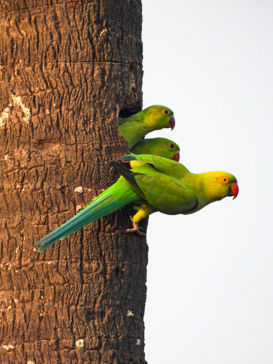 Rose-ringed Parakeet - ML640606878