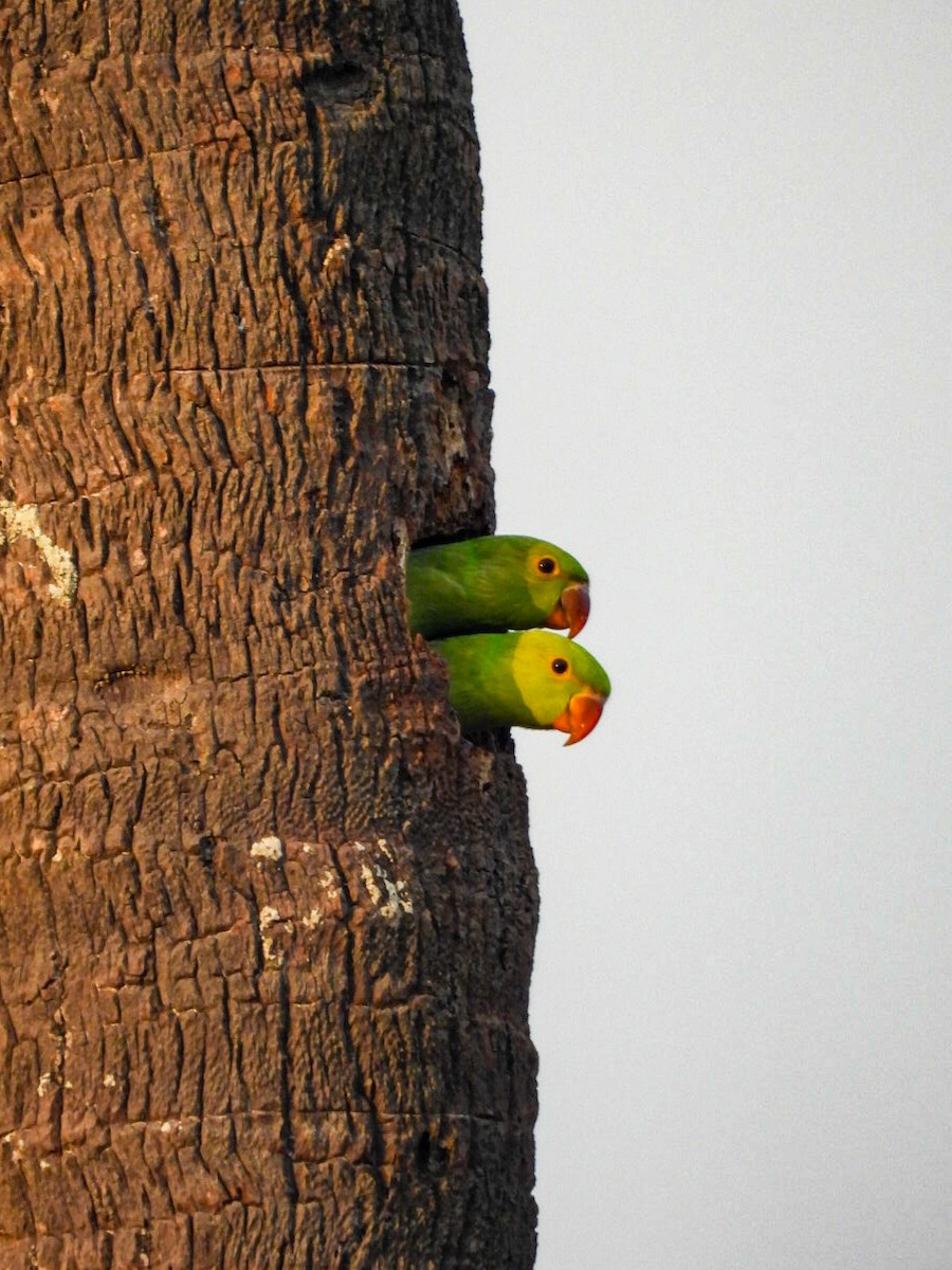 Rose-ringed Parakeet - ML640606879