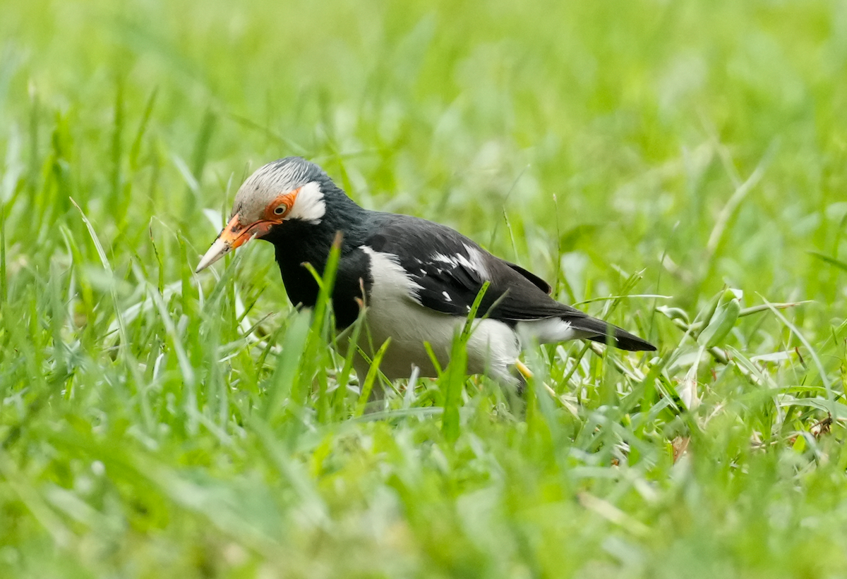 Siamese Pied Starling - ML640606880