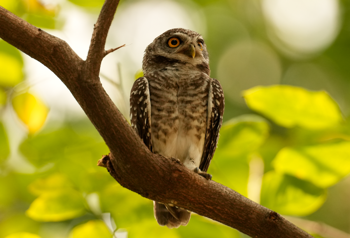 Spotted Owlet - ML640606886
