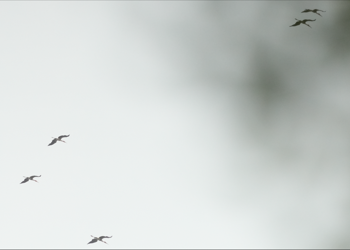 Painted Stork - ML640606890