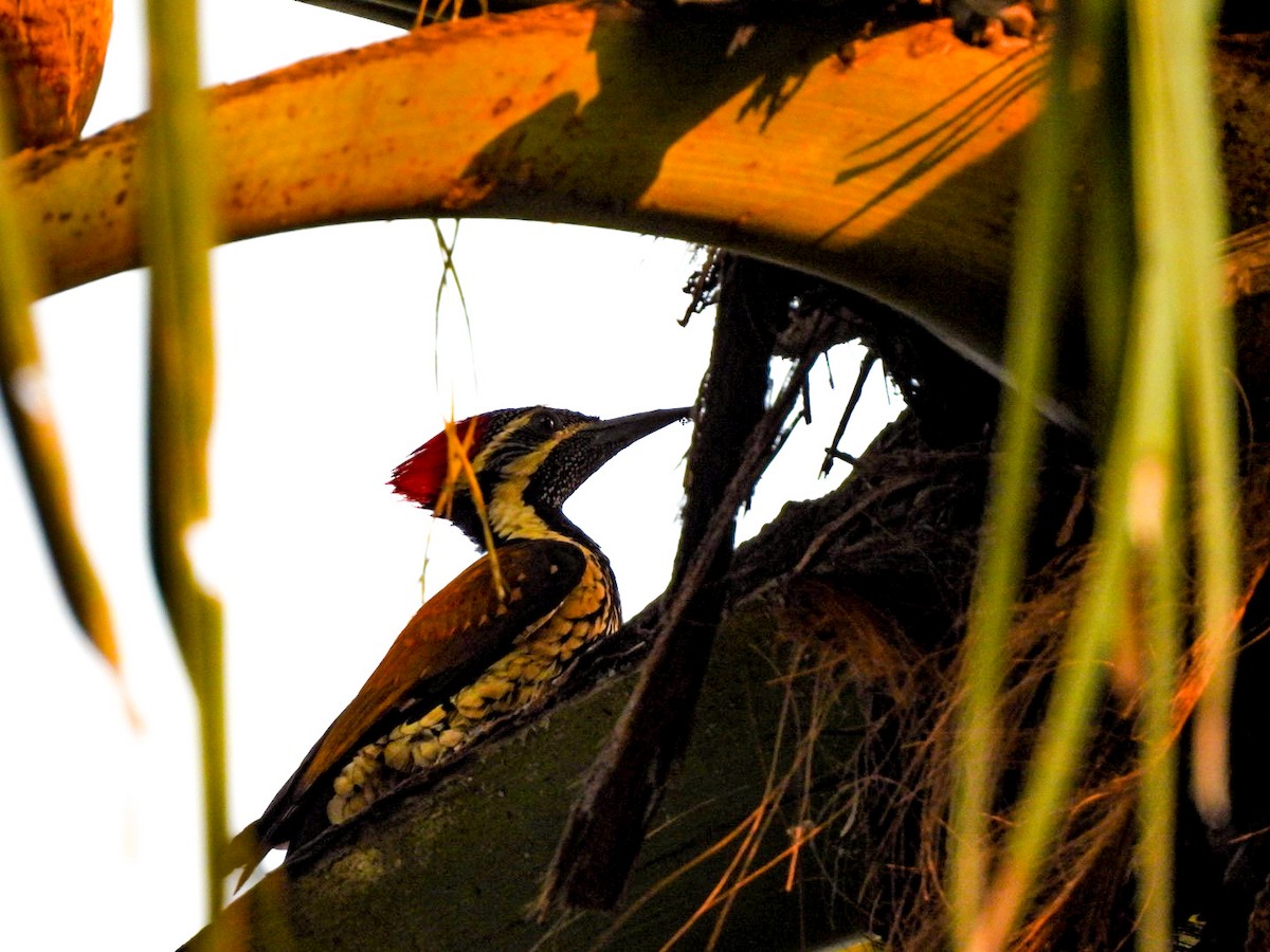 Black-rumped Flameback - ML640606903