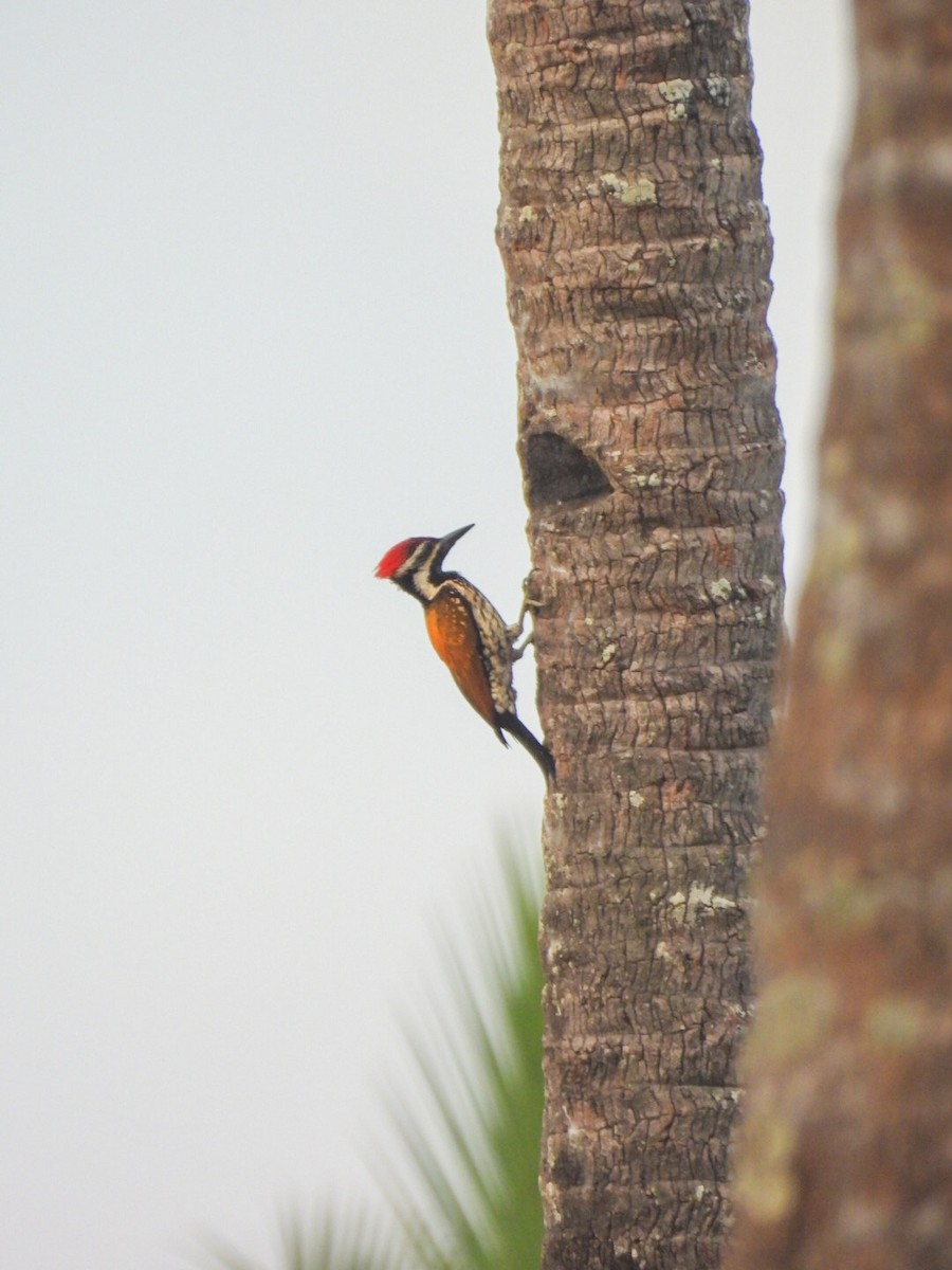 Black-rumped Flameback - ML640606904