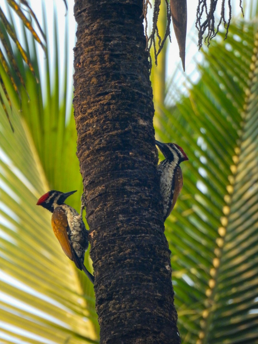 Black-rumped Flameback - ML640606905