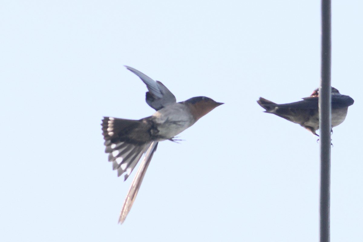 Pacific Swallow - ML640606916