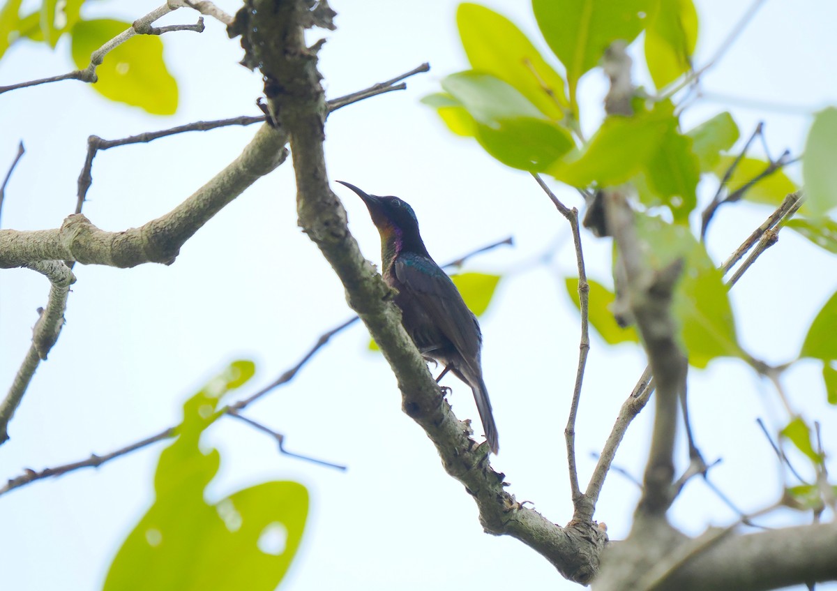 Copper-throated Sunbird - ML640606999