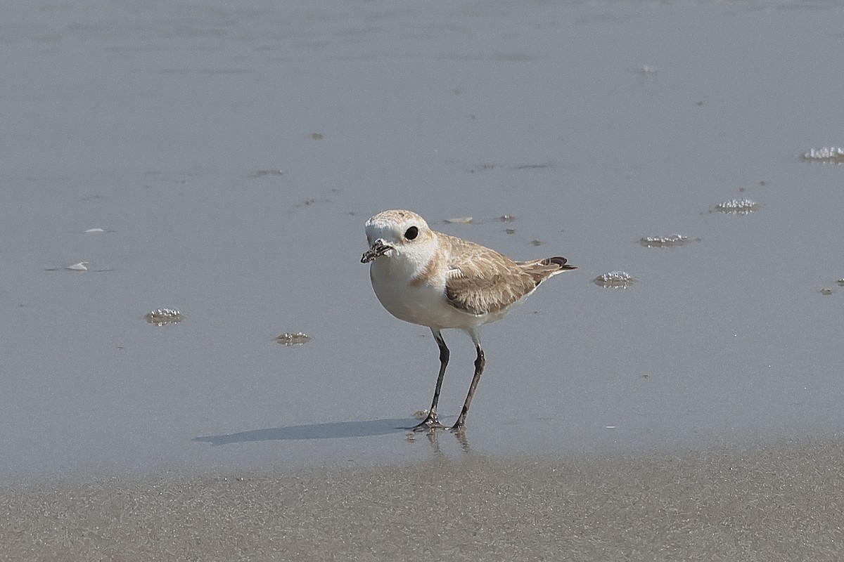 White-faced Plover - ML640607004