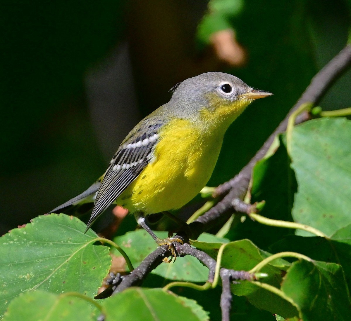 Magnolia Warbler - ML640607006