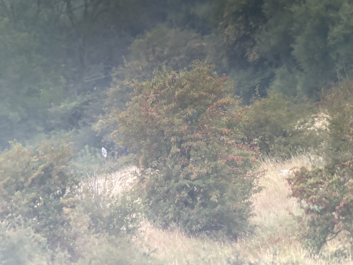 Black-winged Kite - ML640607048