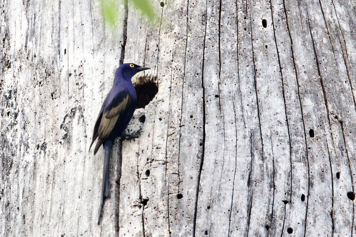 Narrow-tailed Starling - ML640607069