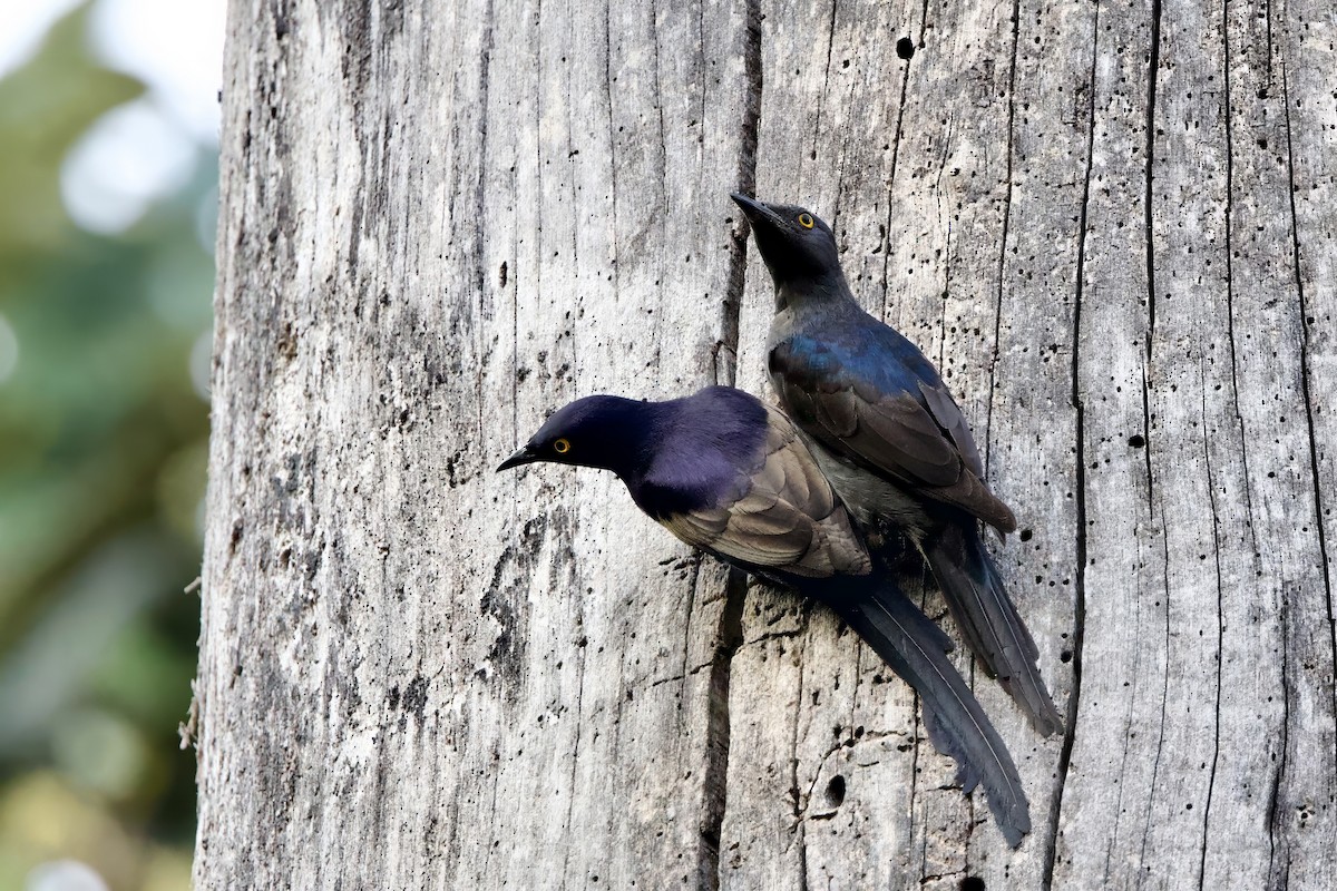 Narrow-tailed Starling - ML640607071