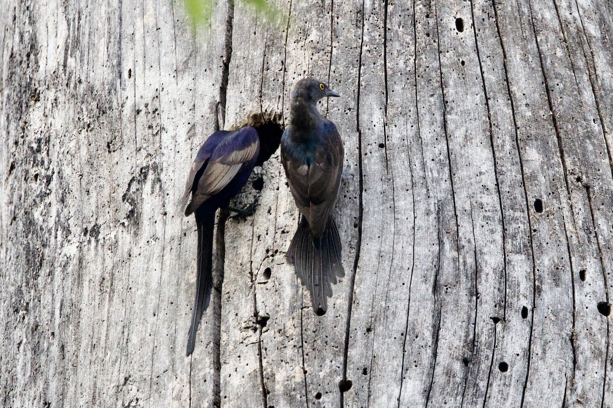 Narrow-tailed Starling - ML640607072