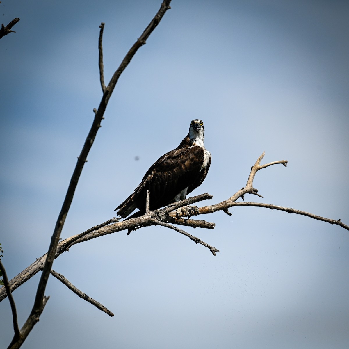 魚鷹(carolinensis) - ML640607132