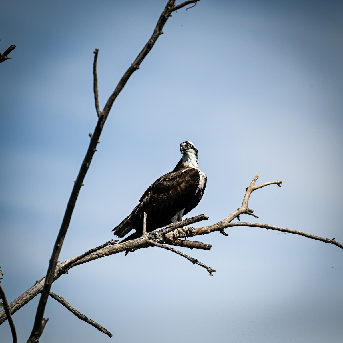 魚鷹(carolinensis) - ML640607133