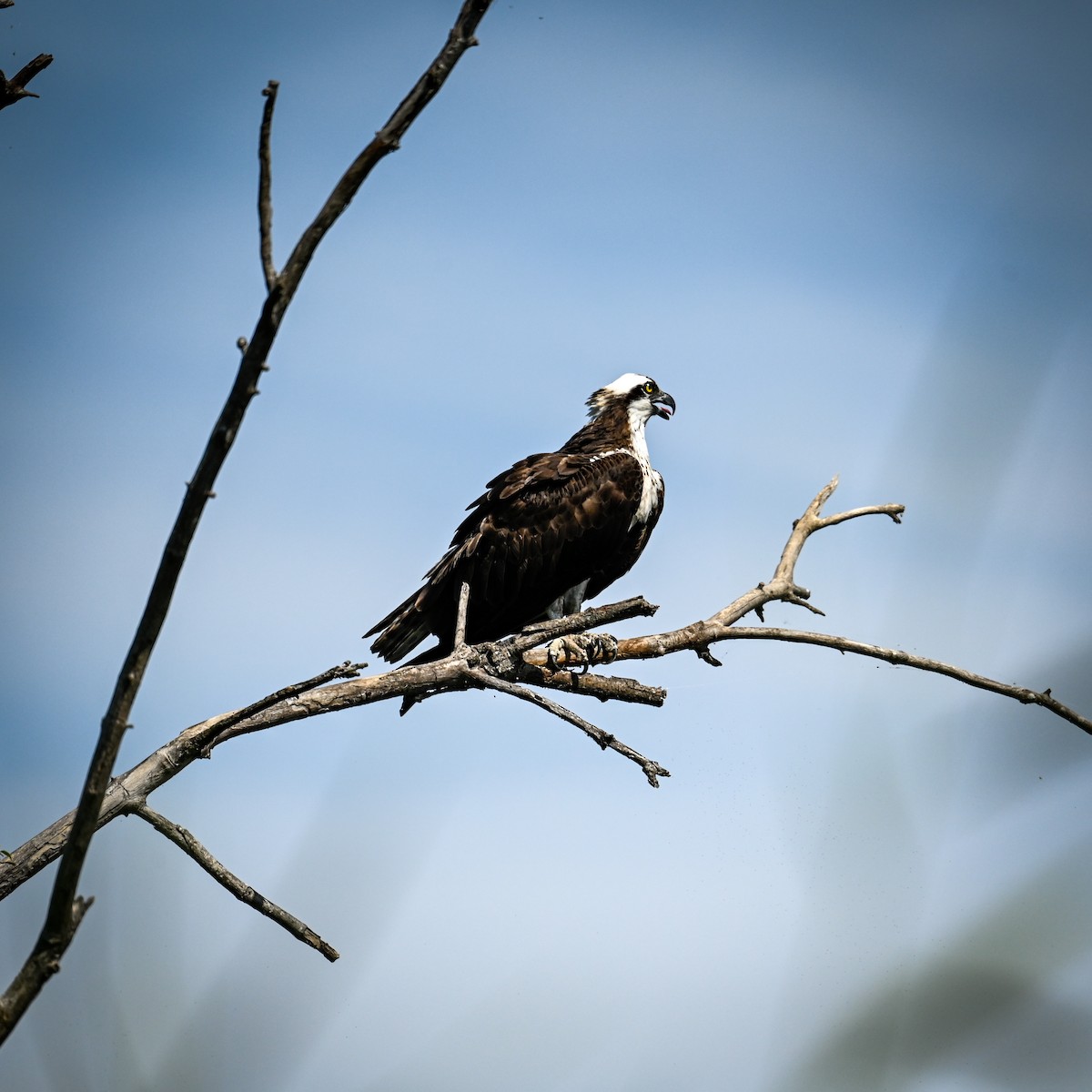 魚鷹(carolinensis) - ML640607134