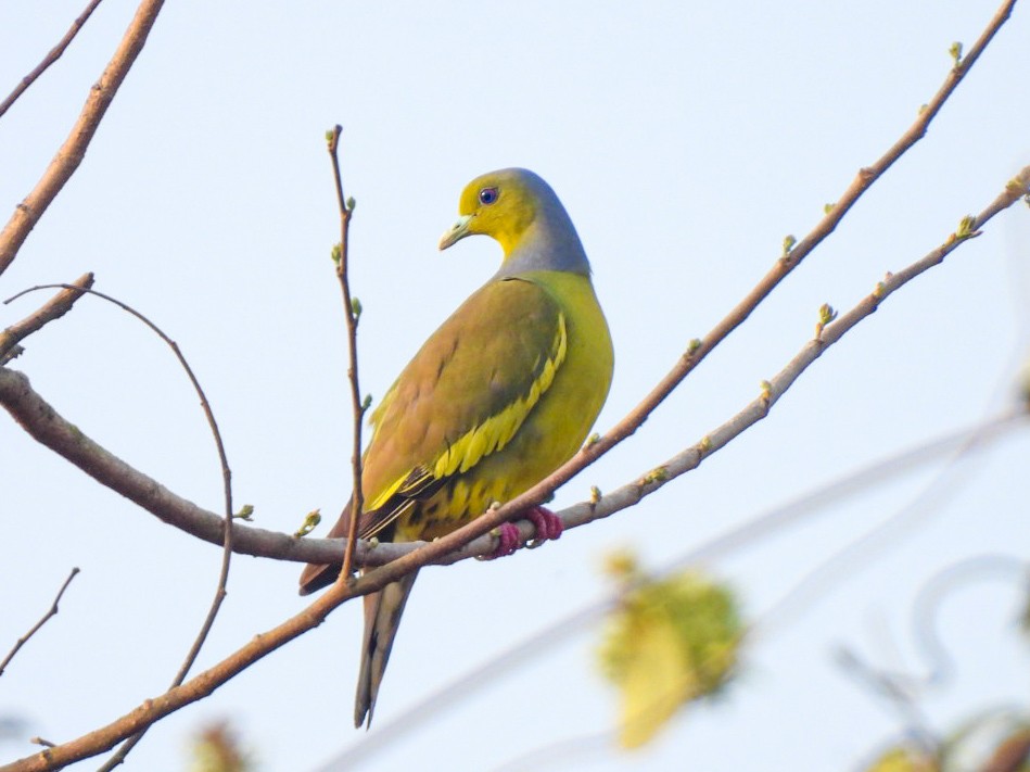 Orange-breasted Green-Pigeon - ML640607155