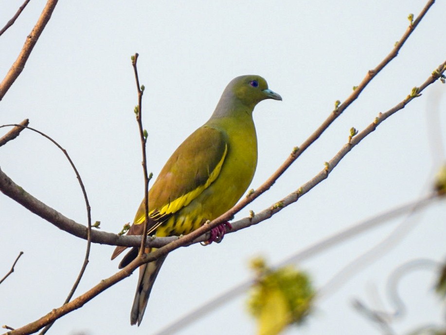Orange-breasted Green-Pigeon - ML640607156