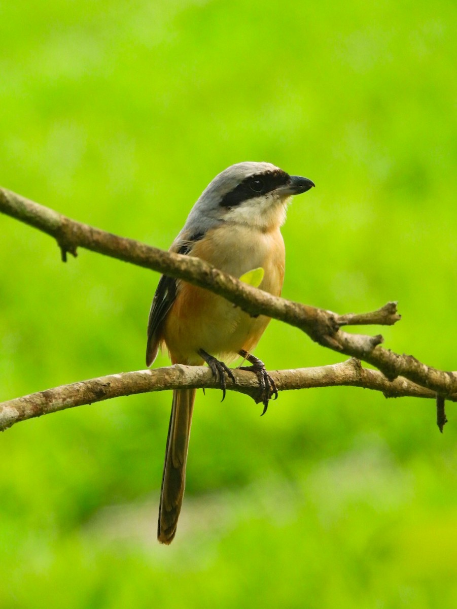 Long-tailed Shrike - ML640607217