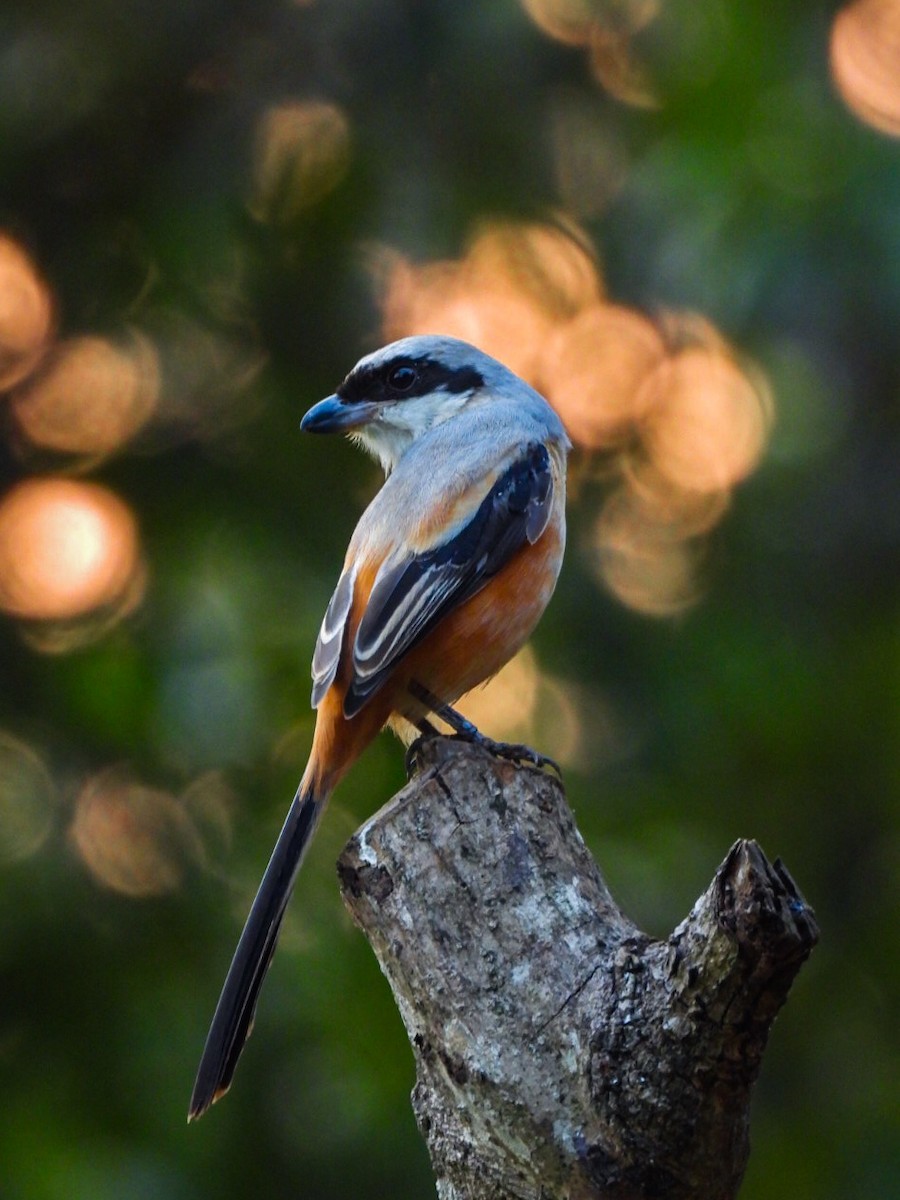 Long-tailed Shrike - ML640607218