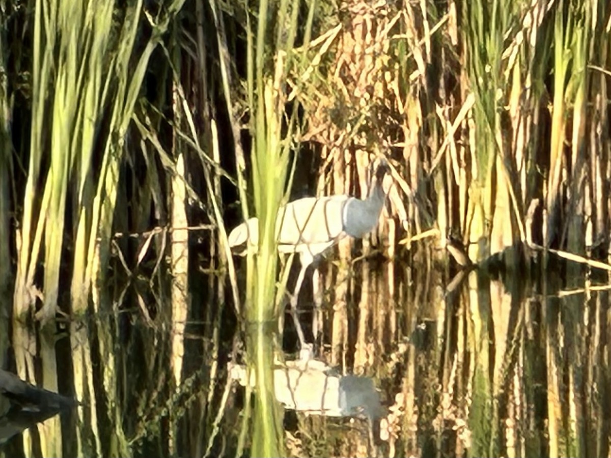 Wood Stork - ML640607230