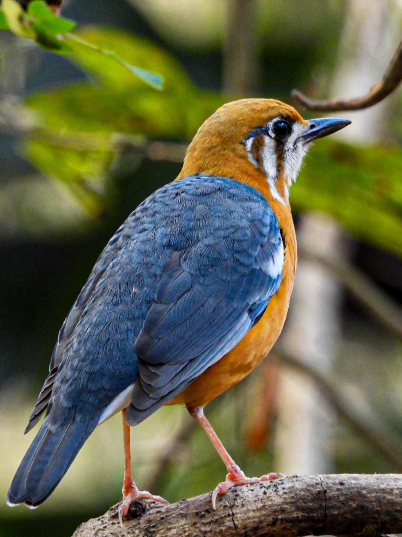Orange-headed Thrush - ML640607239