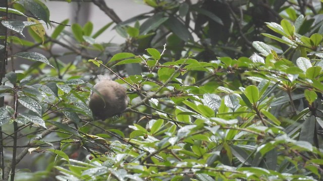 Grand Paradoxornis - ML640607262