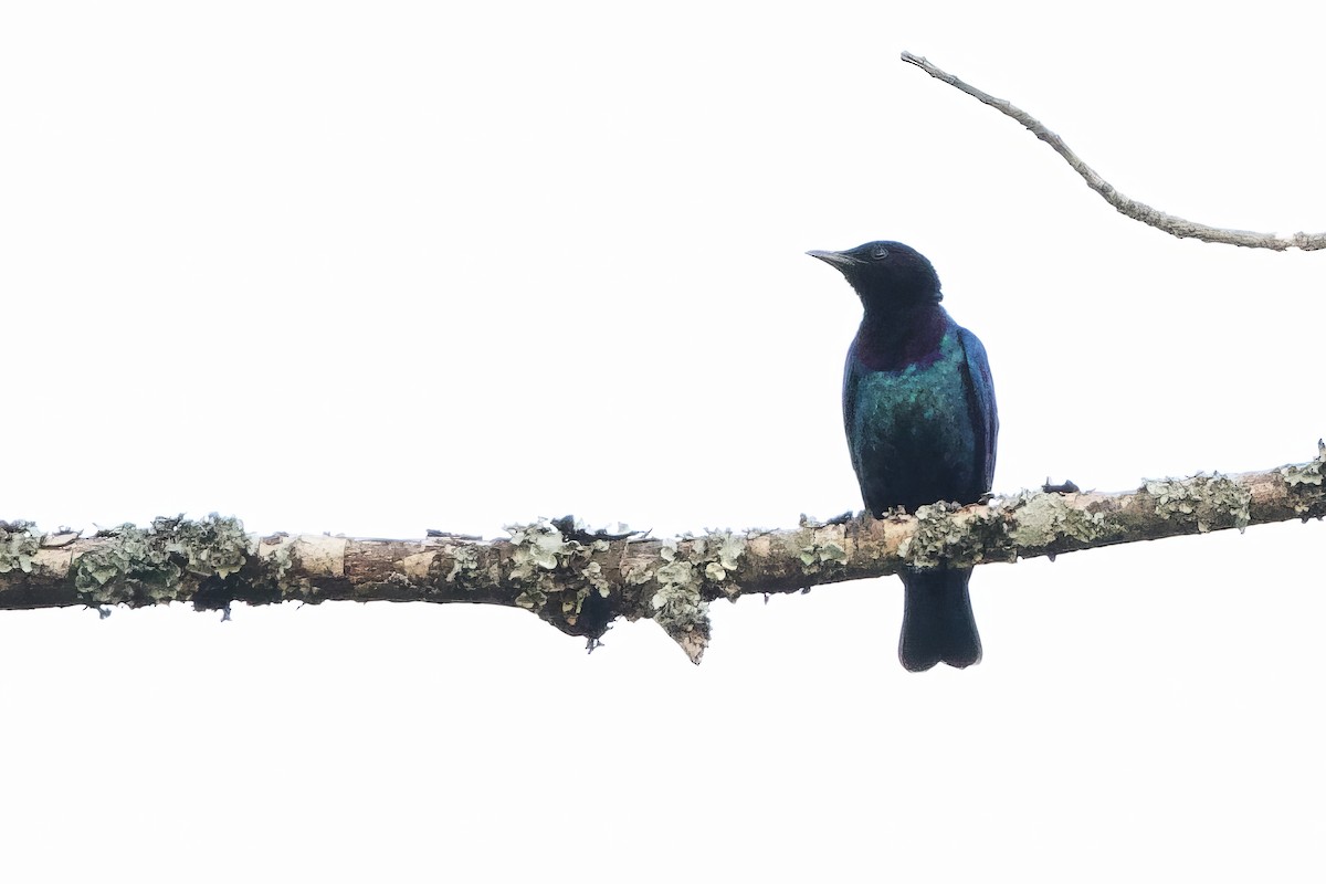 Purple-headed Starling - ML640607263