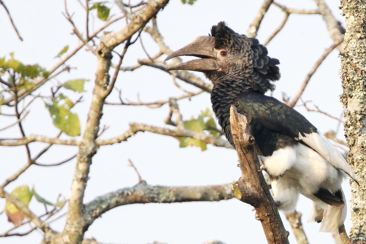 Black-and-white-casqued Hornbill - ML640607290