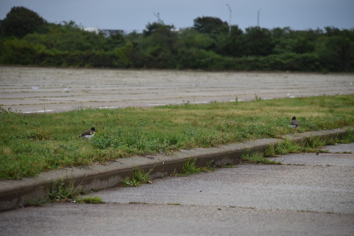 American Oystercatcher - ML640607340